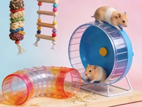 Hamster in loopwiel, knaagdierenaccessoires bij Bopets