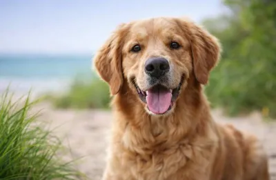 Golden Retriever - hondenmand en hondenproducten bij Bopets online dierenwinkel België
