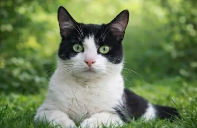 Zwart-witte kat - krabpaal grote katten en kattenaccessoires bij Bopets