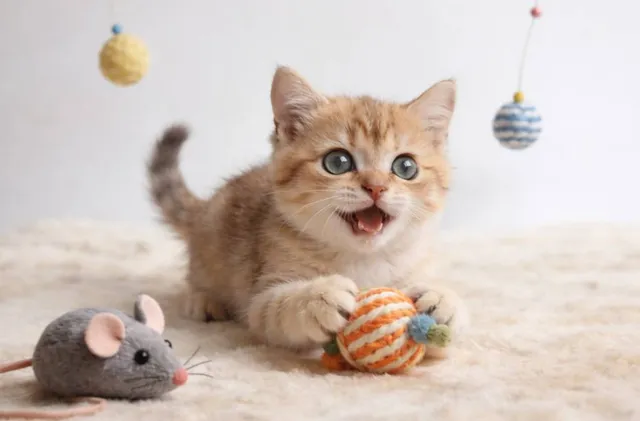 Kattenspeelgoed - kitten speelt met speelmuisje en balletjes bij Bopets