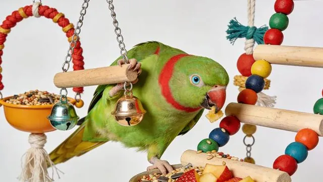 Parkiet met kleurrijk vogelspeelgoed en voer - alles voor parkieten bij Bopets