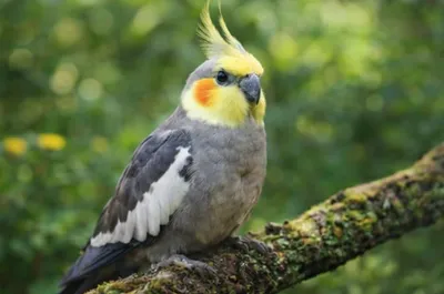 Nymfpapegaai op tak - vogelvoer en vogelspeelgoed voor parkieten bij Bopets